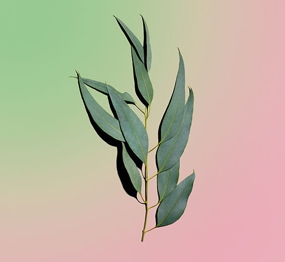 Eucalyptus-Organic eucalyptus essential oil-Eucalyptus globulus leaf oil