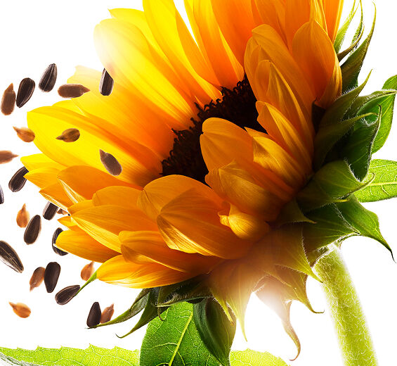 Sunflower-Sunflower auxins-Helianthus annuus (sunflower) extract
