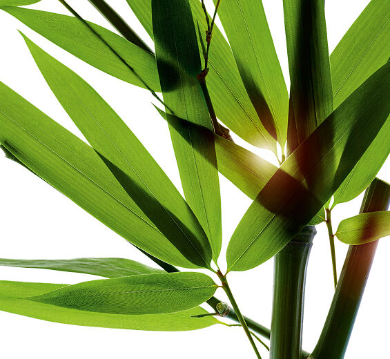 Bamboo-Bamboo tears extract-Bambusa arundinacea stem extract