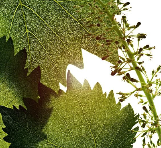 Vine-Vine flowers cell extract-Vitis vinifera (grape) flower cell extract