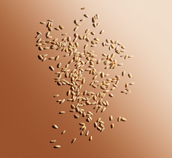 Oat-Organic oat sugars-Avena sativa (oat) kernel extract