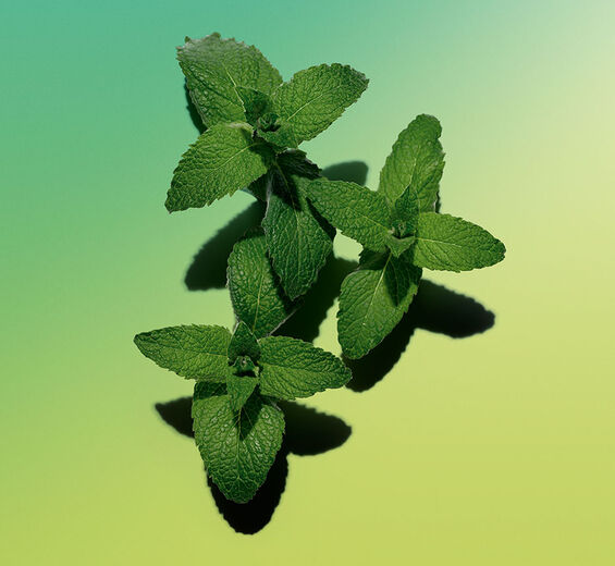 Field mint-Field mint essential oil-Mentha arvensis leaf oil