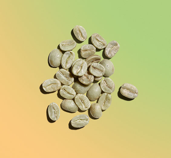 Robusta coffee shrub-Green coffee extract-Coffea robusta seed extract