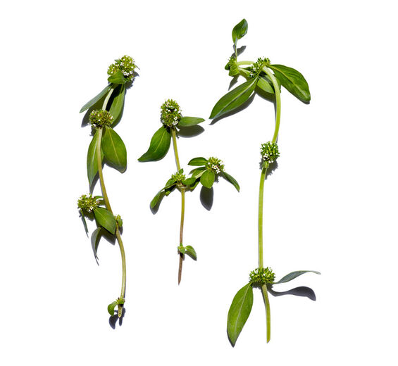 Mitracarpus-Organic mitracarpus extract-Mitracarpus scaber extract
