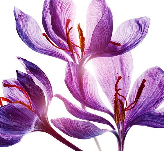 Saffron-Saffron flower polyphenols (organic plant)-Crocus sativus flower extract