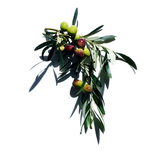 Olive tree-Olive extract-Hydrolyzed adansonia digitata extract