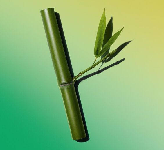 Bamboo-Bamboo powder-Bambusa arundinacea stem extract
