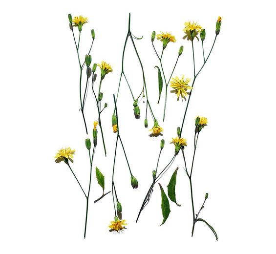 Nipplewort-Nipplewort extract-Lapsana communis flower/leaf/stem extract