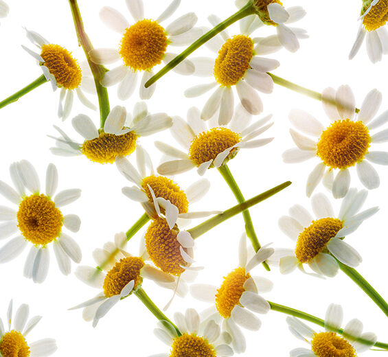 Roman chamomile-Roman chamomile essential oil-Anthemis nobilis flower oil