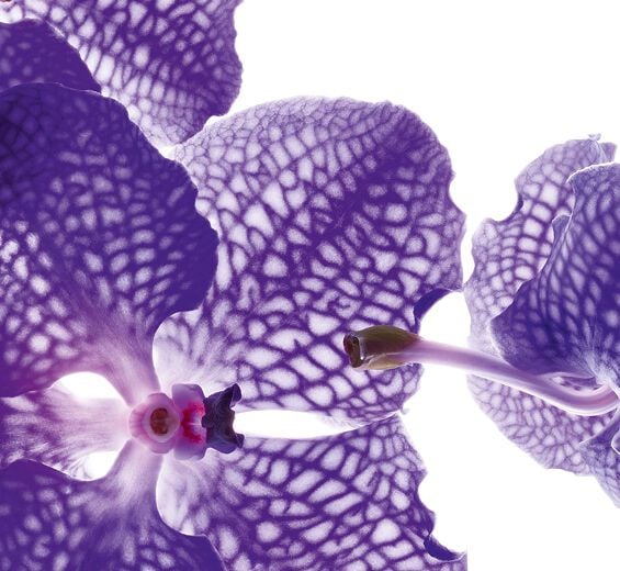Blue orchid-Blue orchid extract-Orchid extract,vanda coerulea extract