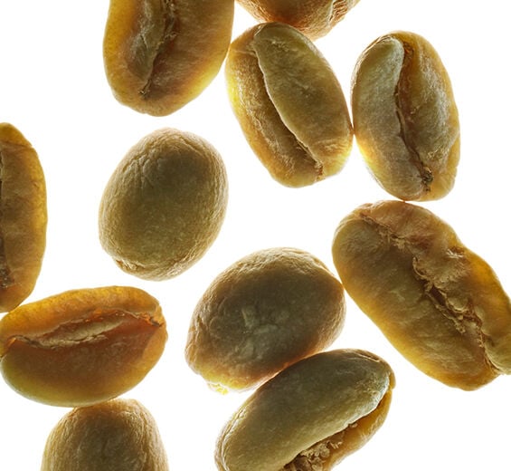 Robusta coffee shrub-Green coffee extract-Coffea robusta seed extract