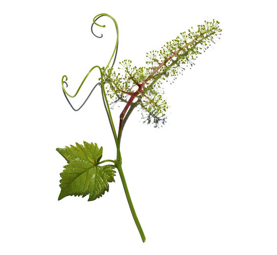 Vine-Vine flowers cell extract-VITIS VINIFERA (GRAPE) FLOWER CELL EXTRACT