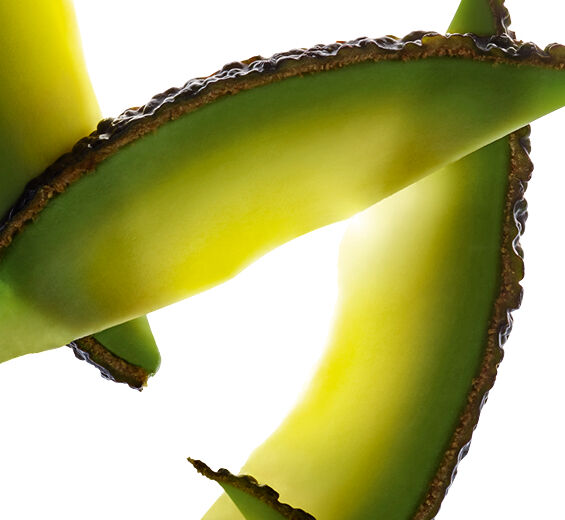 Avocado tree-Avocado unsaponifiable-Persea gratissima (avocado) oil unsaponifiables