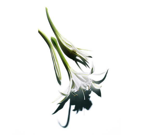 Sea lily-Organic sea lily extract (dark spots)-Pancratium maritimum extract