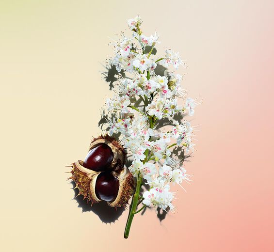 Horse chestnut tree-Organic horse chestnut flower extract-Aesculus hippocastanum (horse chestnut) extract