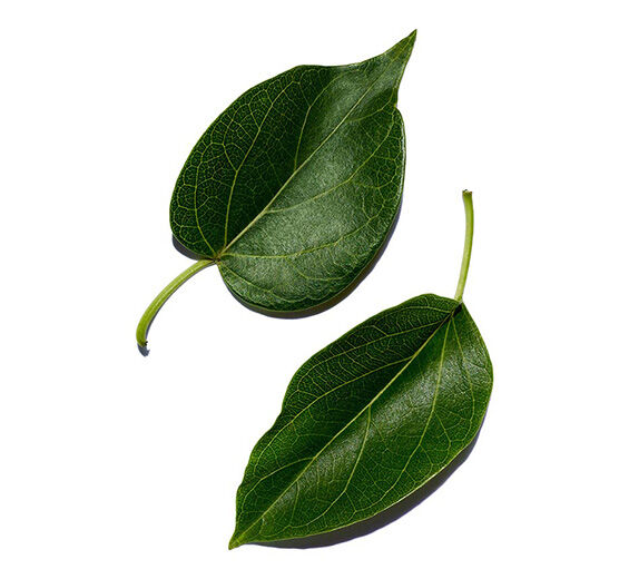 Gymnema-Gymnema extract-Gymnema sylvestre leaf extract