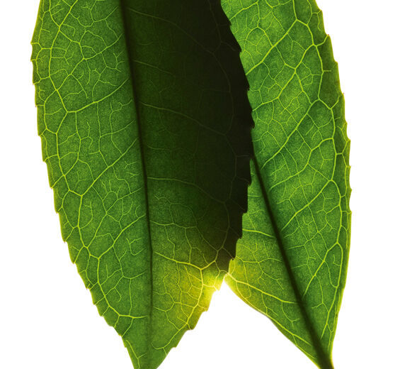 Matcha tea-White tea extract-Camellia sinensis leaf extract