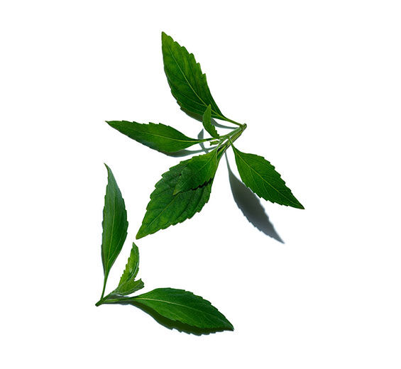Java tea-Java tea extract (organic plant)-Orthosiphon stamineus extract