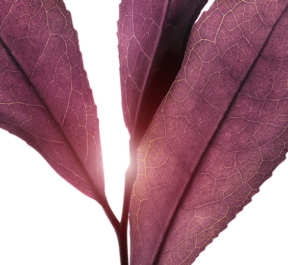 Matcha tea-Purple tea extract (organic plant)-undefined