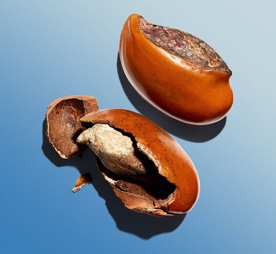 Shea tree-Shea butter-Butyrospermum parkii (shea) butter