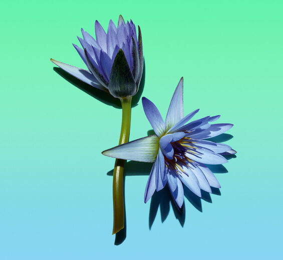 Blue lotus-Bleu lotus wax-Nymphaea caerulea flower extract