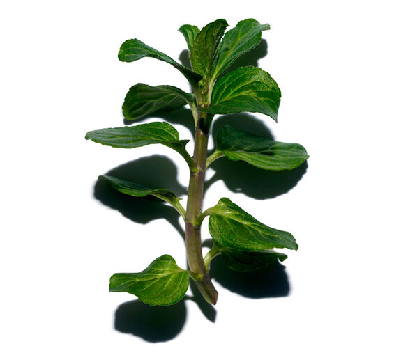 Water mint-Organic water mint-Mentha aquatica leaf extract