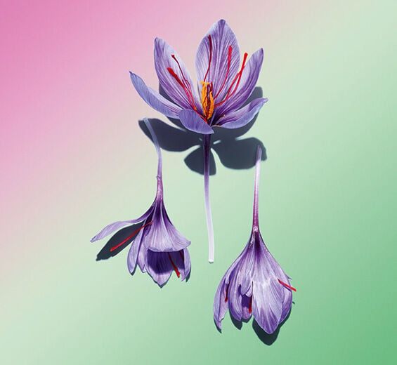 Saffron-Saffron flower polyphenols (organic plant)-Crocus sativus flower extract