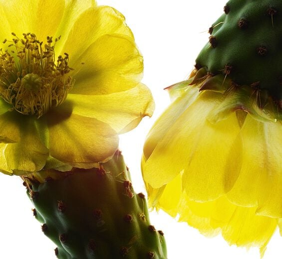 Nopal-Nopal extract-Hydrolyzed opuntia ficus-indica flower extract