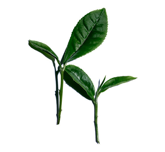 Matcha tea-White tea extract-Camellia sinensis leaf extract