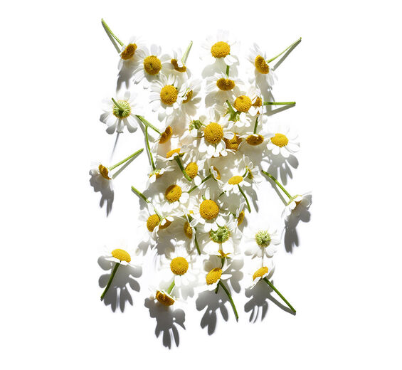 Roman chamomile-Roman chamomile essential oil-Anthemis nobilis flower oil