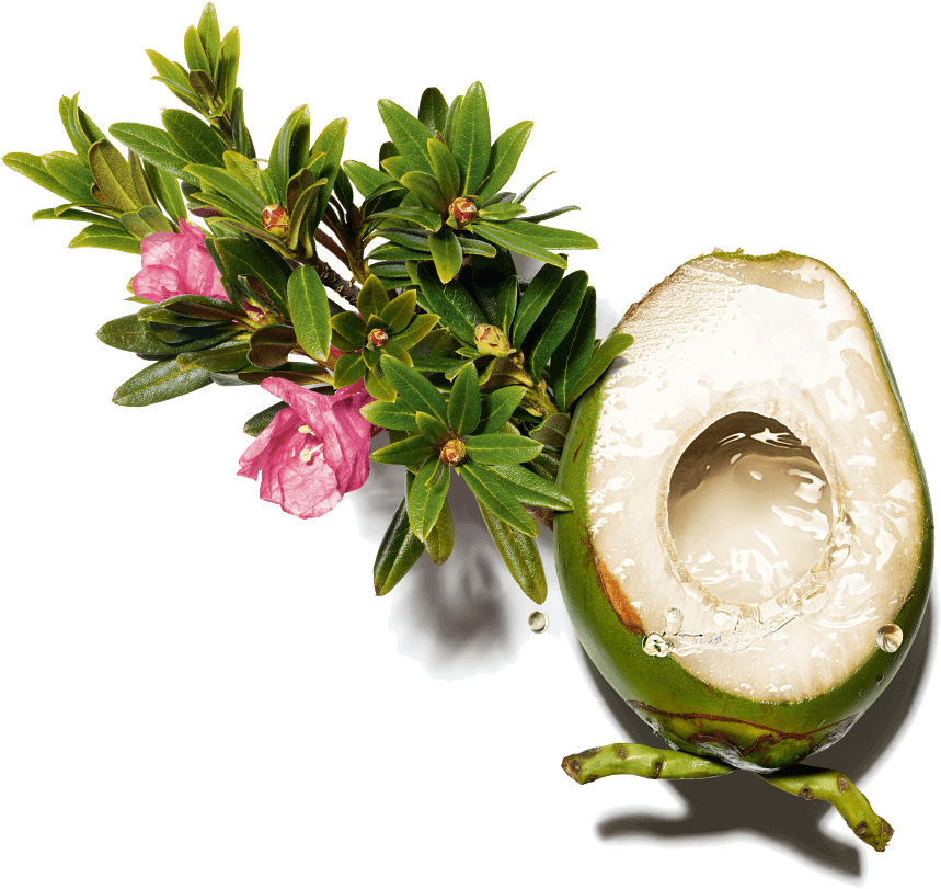 Healthy Plan Complex ingredient Healthy Plan Complex ingredient