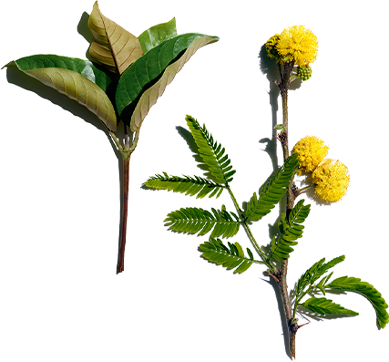 Harungana and Cassia flower