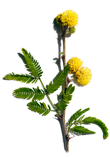 Cassia flower