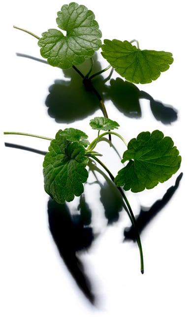 Centella asiatica ingredient