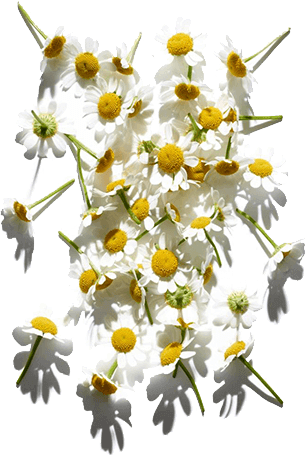 Camomile