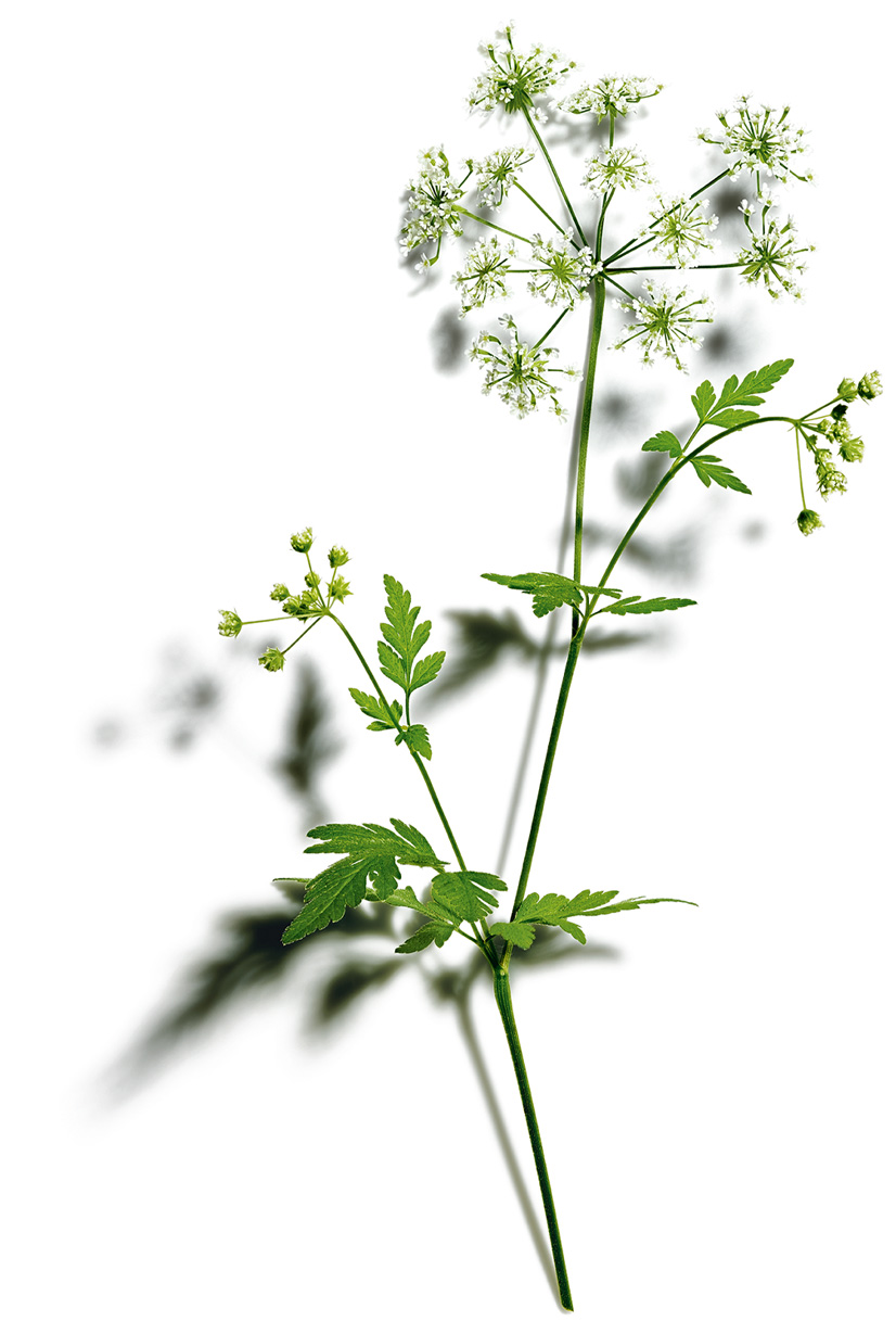 Wild chervil