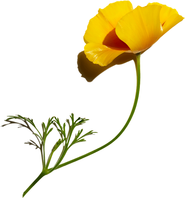 Eschscholzia