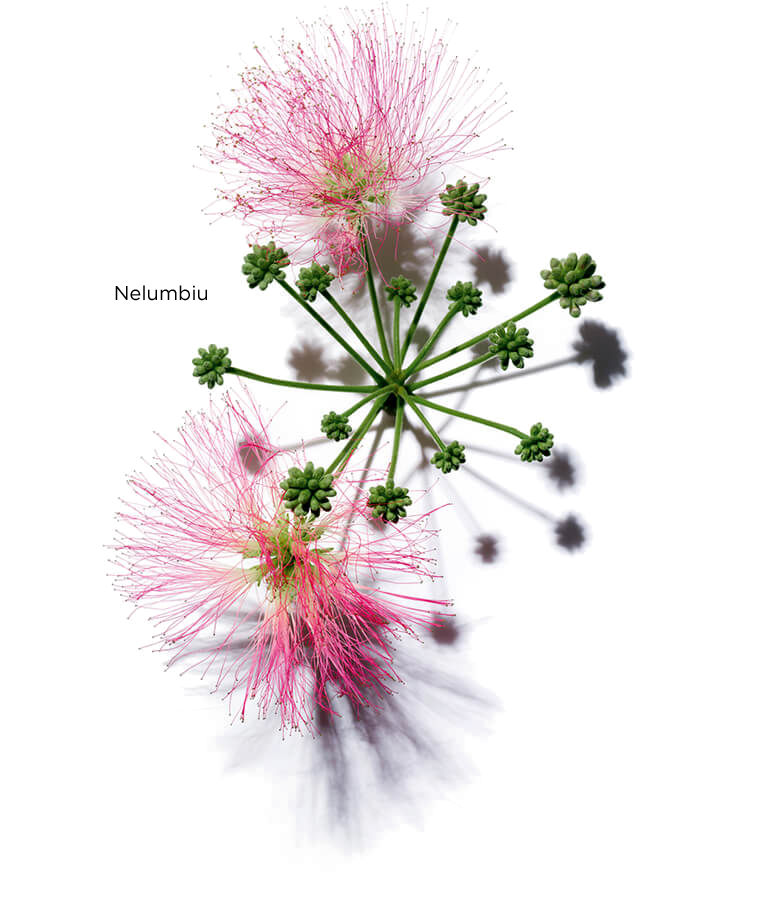 Albizia