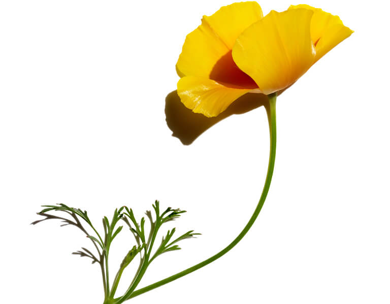 Eschscholzia