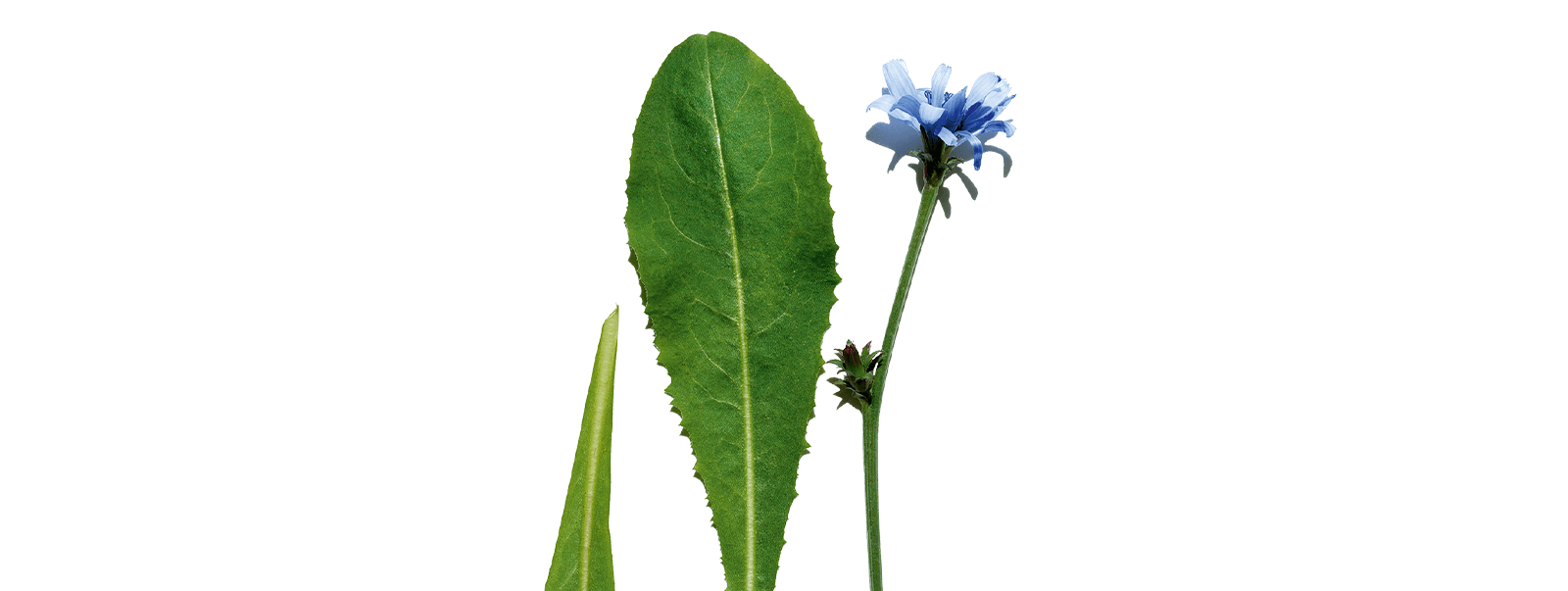 Chicory extract