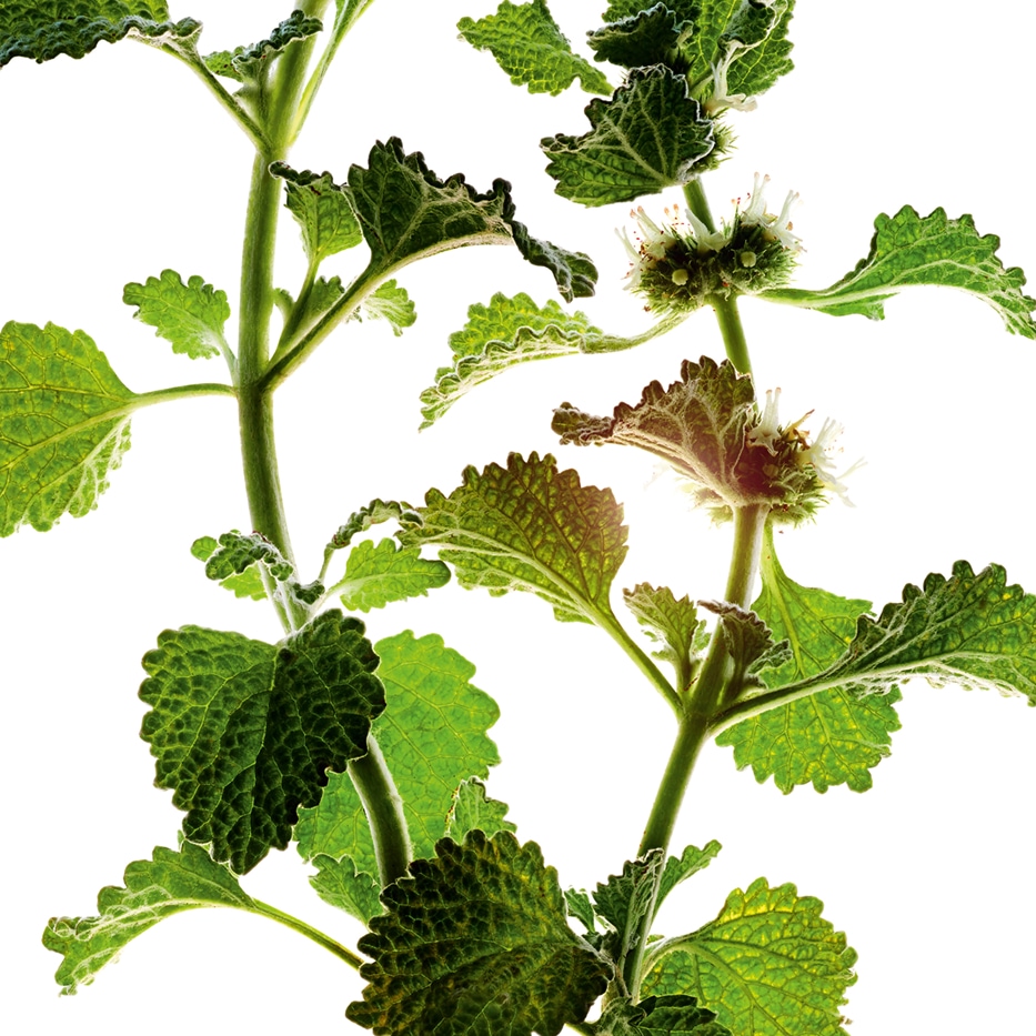 White horehound-Organic white horehound extract-Marrubium vulgare extract