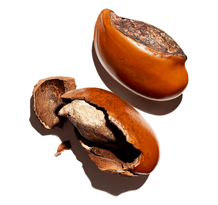 Organic shea butter ingredient Organic shea butter ingredient