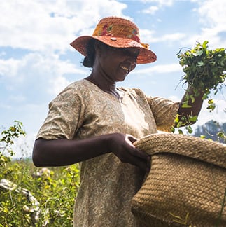 Woman carrying a basket of centella asiatica