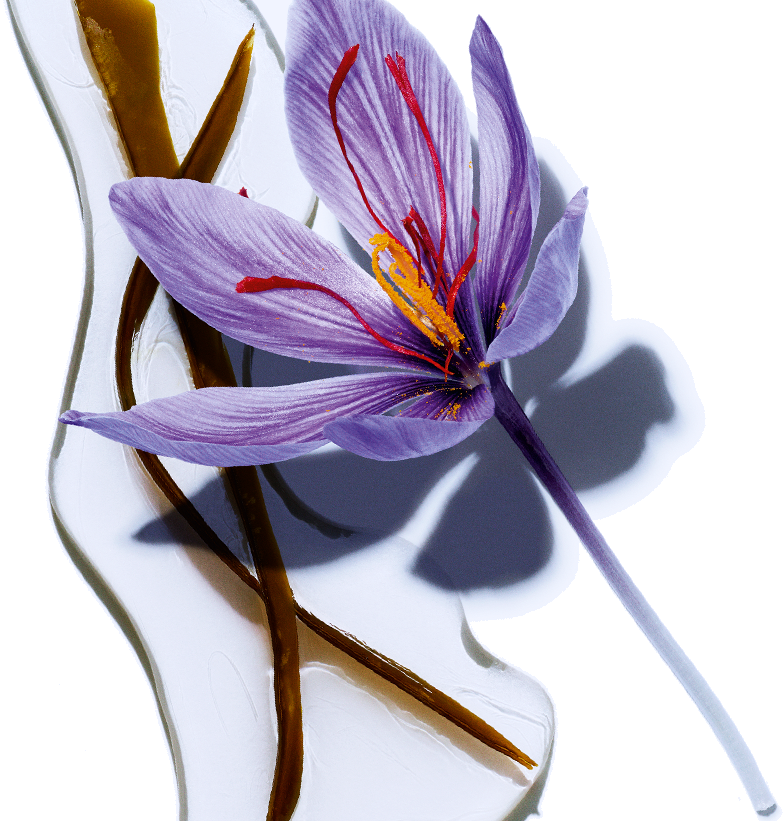 Seaweed - Organic Saffron Flower