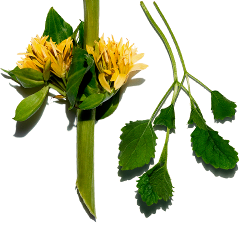 Plants