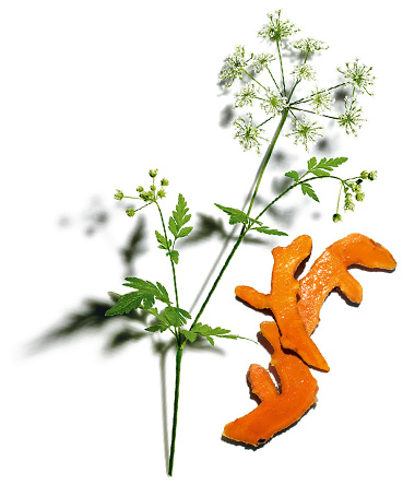 Cow parsley and Turmeric