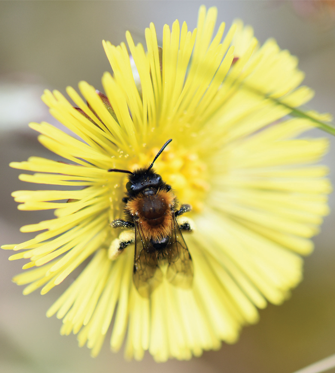 Bee on Coltsfoot