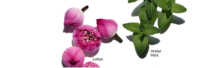 Visuals of Lotus, Chamomile, and Field Mint ingredients