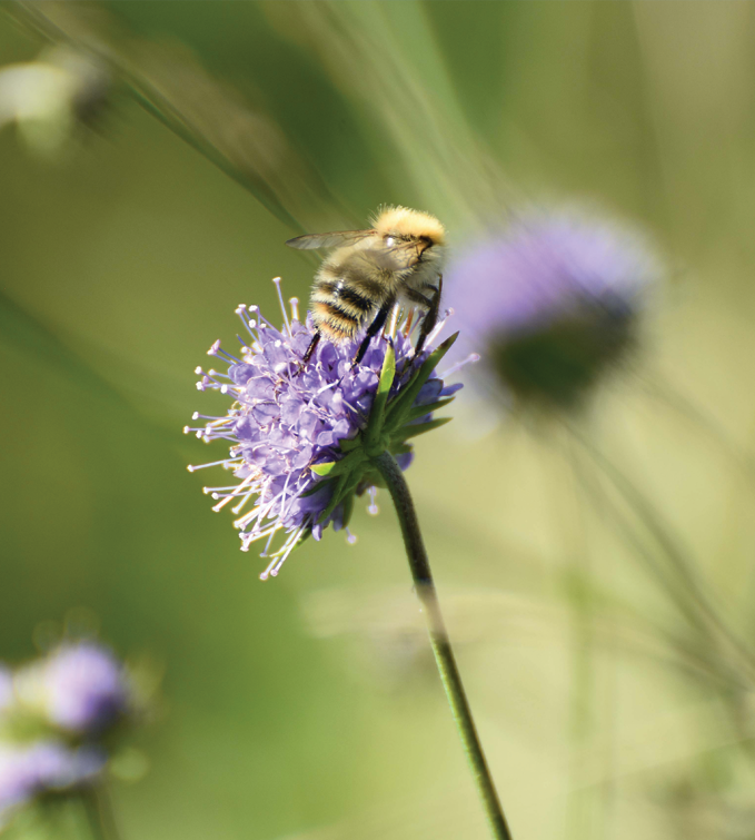 Bumblebee