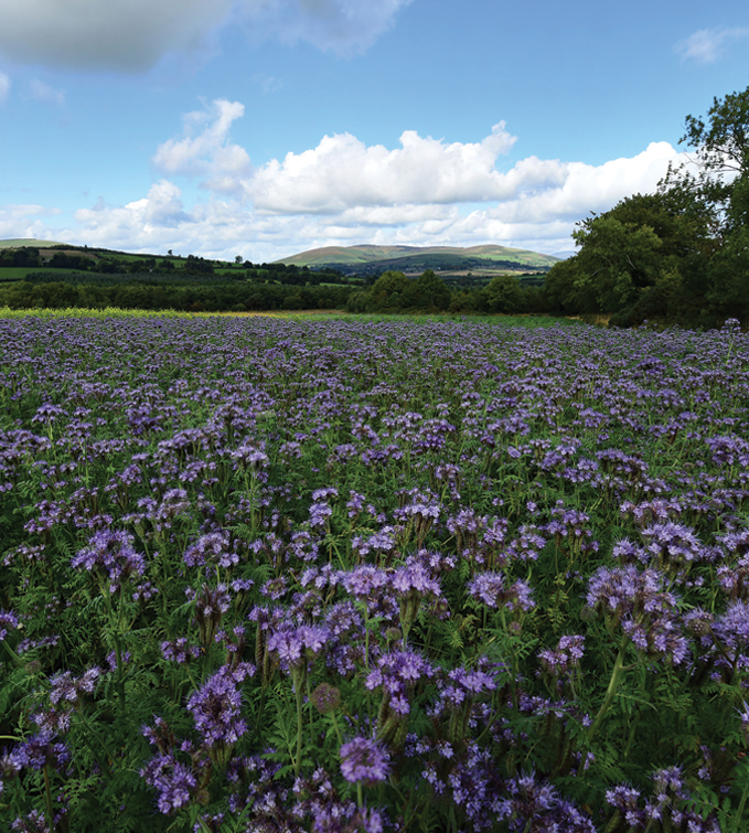 Meadow